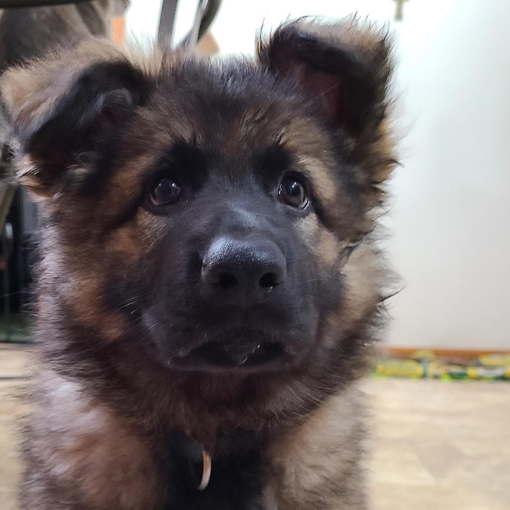 Robbie breeder image 50