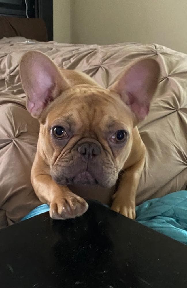 Blue collar breeder image 3