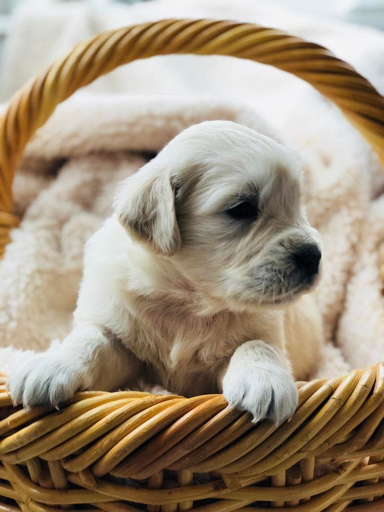 Boy 4 breeder image 12