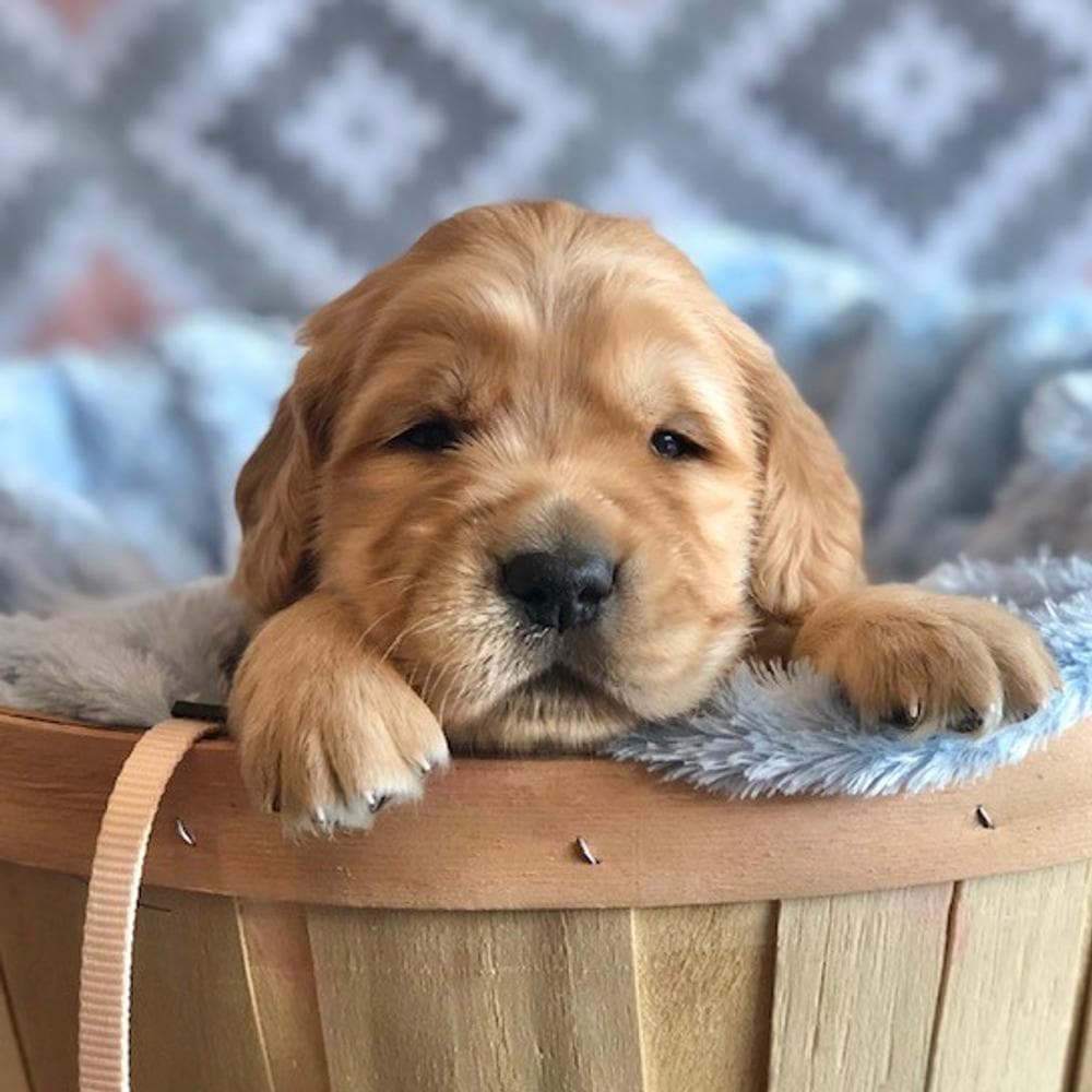 Boy 4 breeder image 2