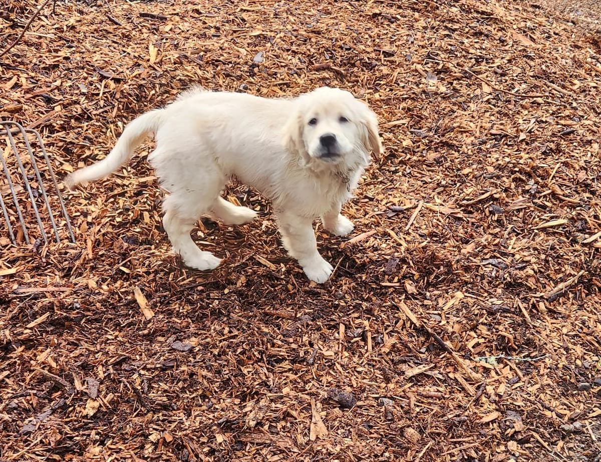 Boy 4 breeder image 50