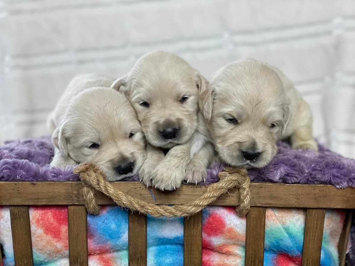 Boy 4 breeder image 8