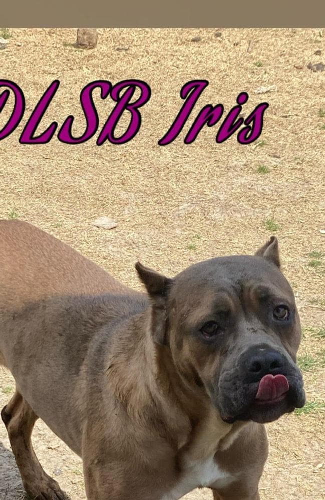 Girl 3 breeder image 3