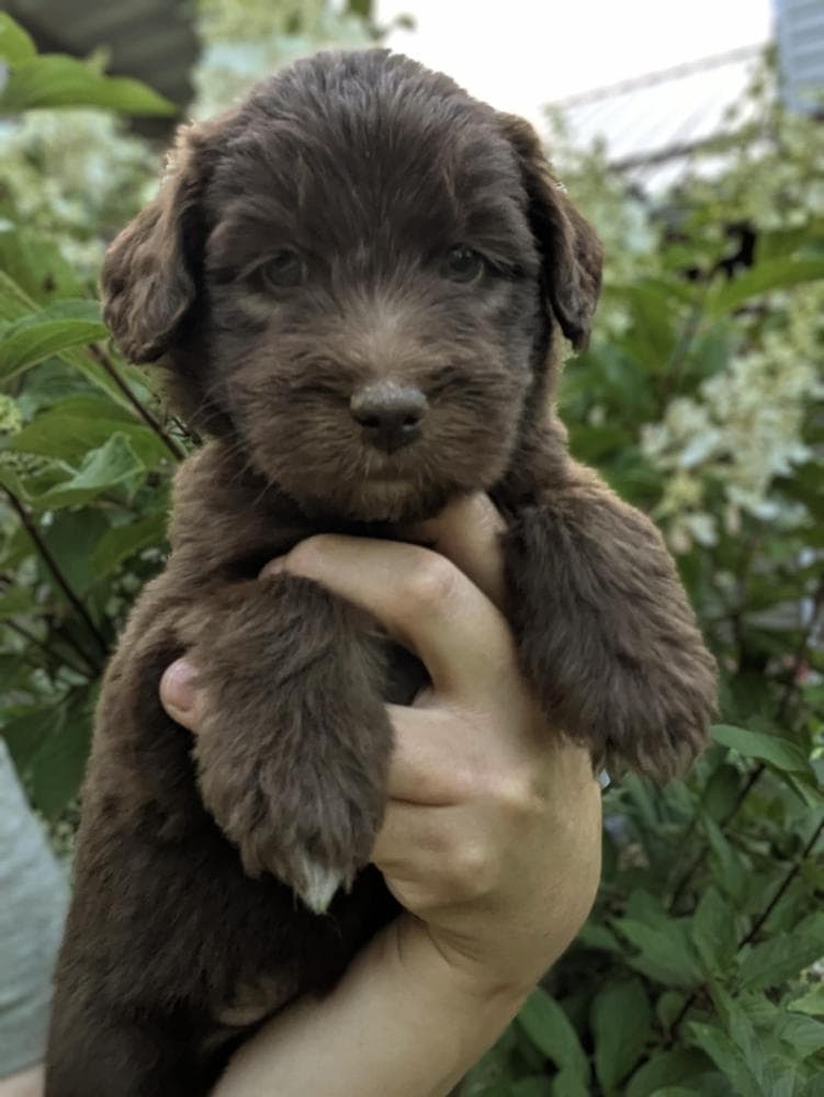 Dark Green Boy breeder image 10