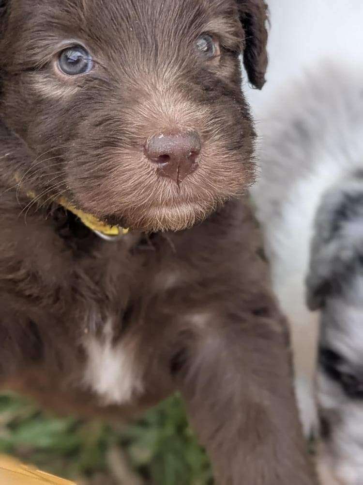 Dark Green Boy breeder image 5