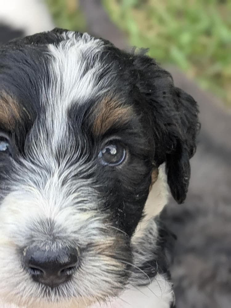 Dark Green Boy breeder image 7