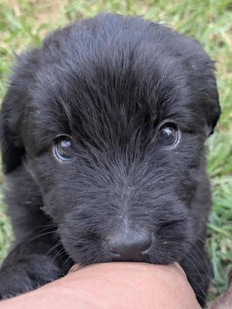Dark Green Boy breeder image 8