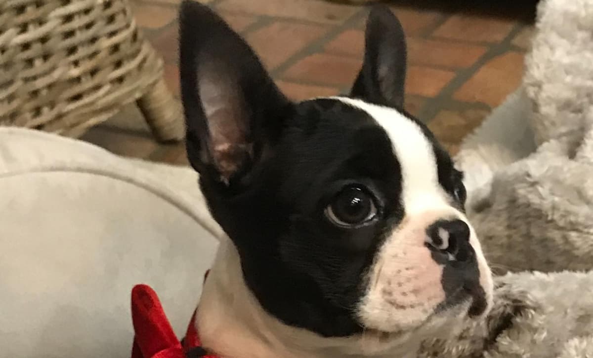 Barkley breeder image 1