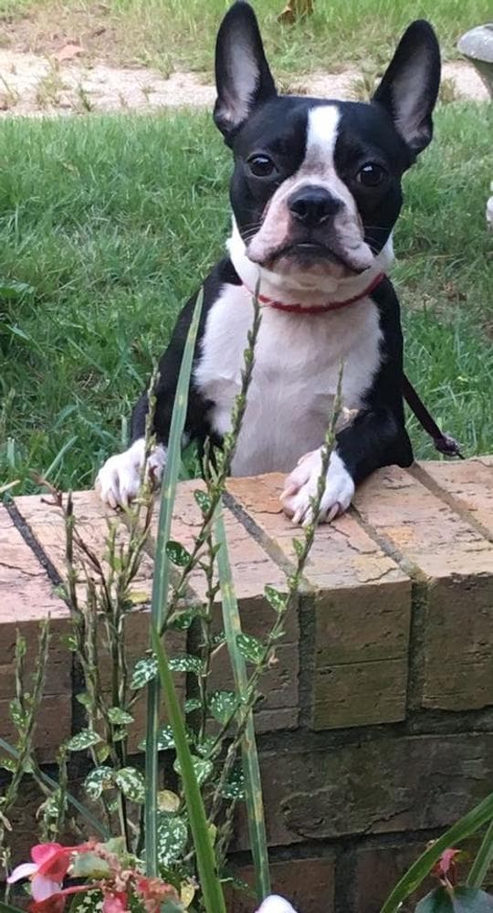 Barkley breeder image 29