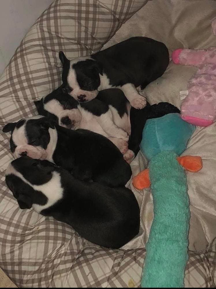 Barkley breeder image 6