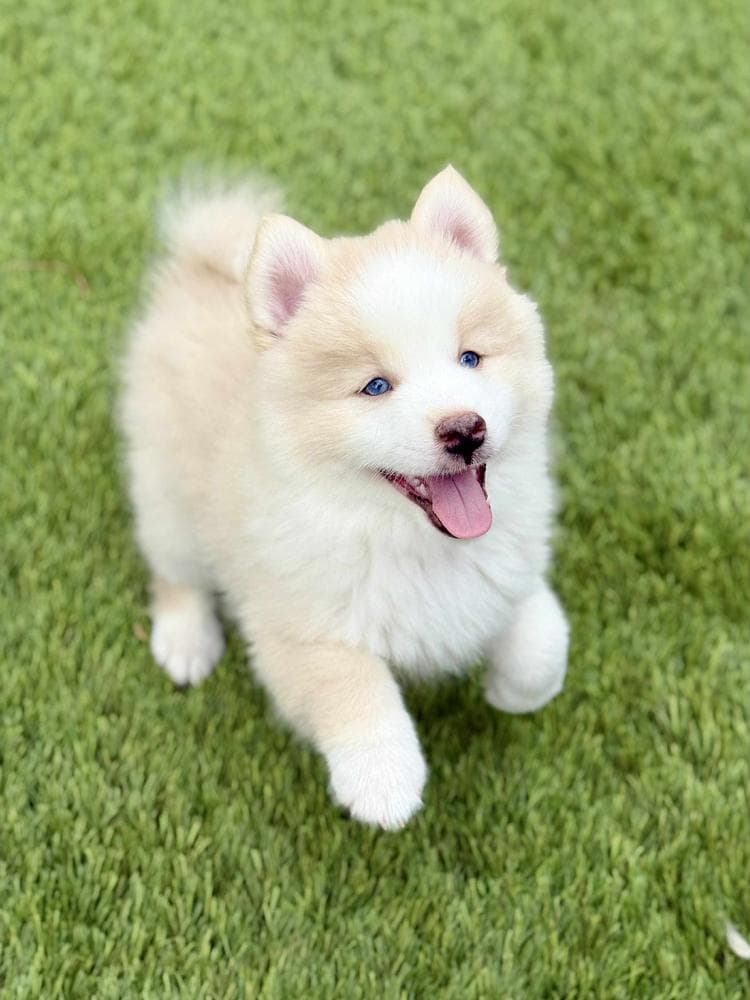 Flash breeder image 15