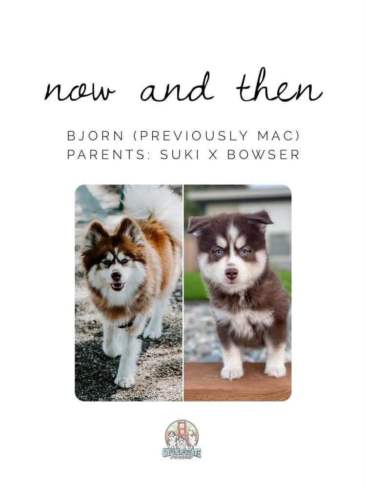 Flash breeder image 33