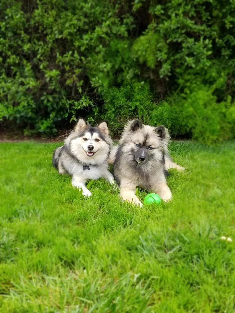 Flash breeder image 42