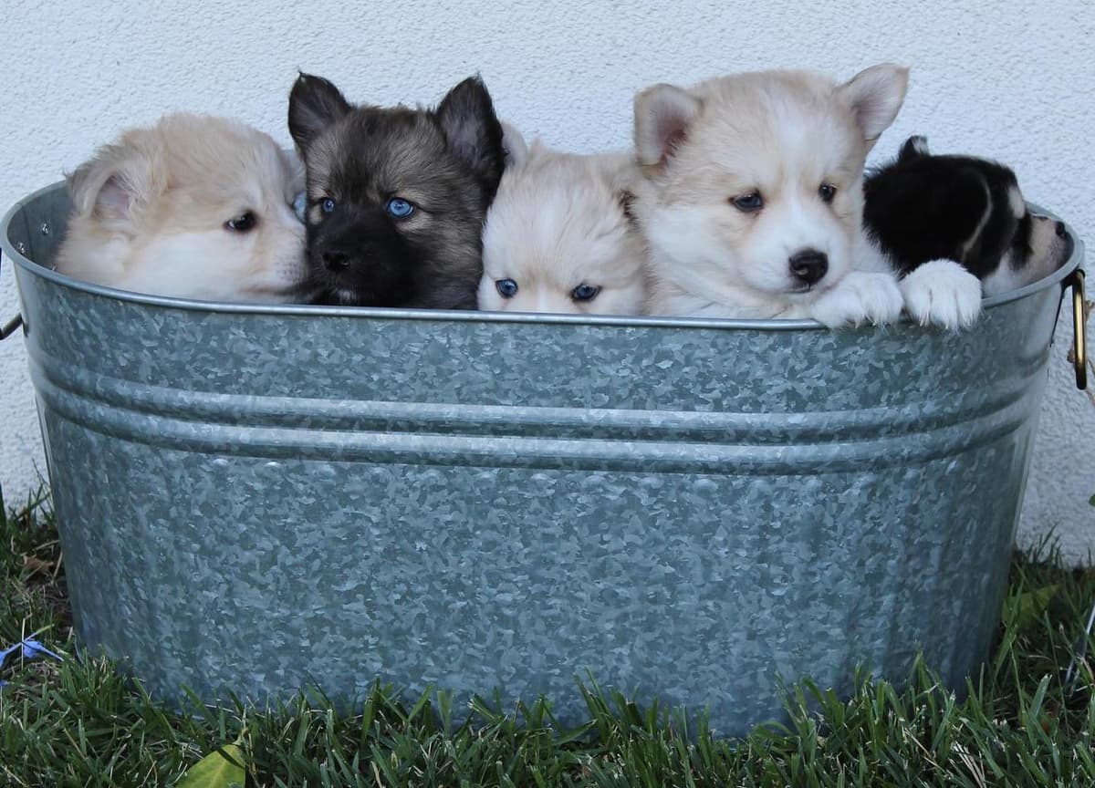 Flash breeder image 9
