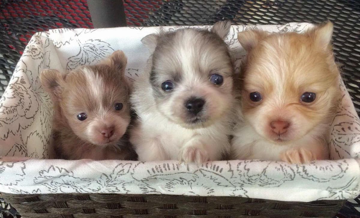 Tully breeder image 1
