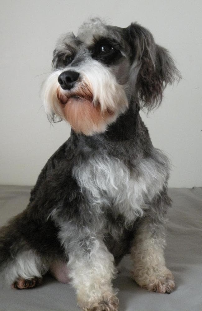 Yellow Collar breeder image 3