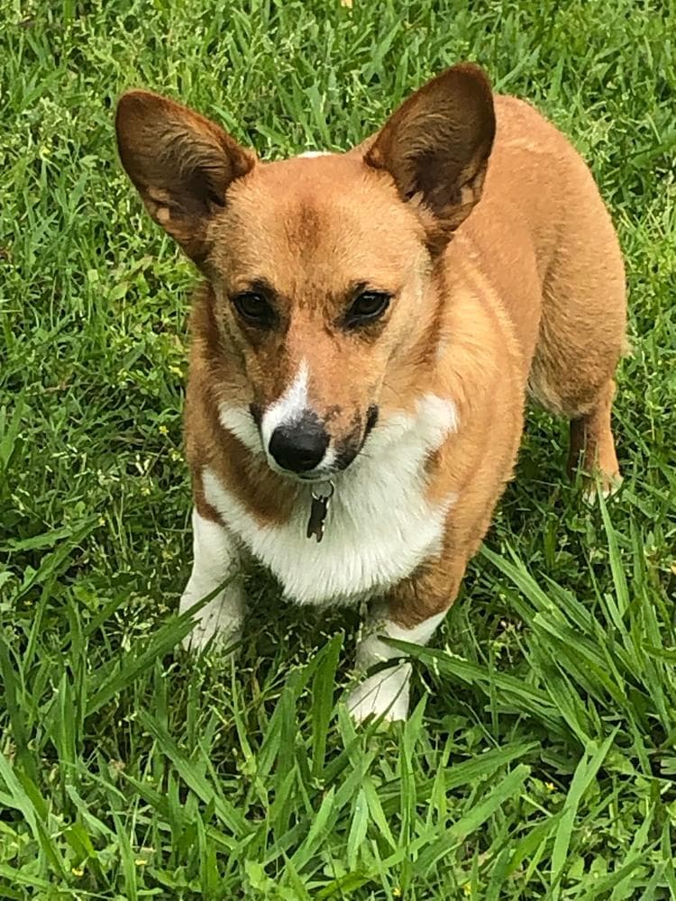 BB Boy 1 breeder image 12