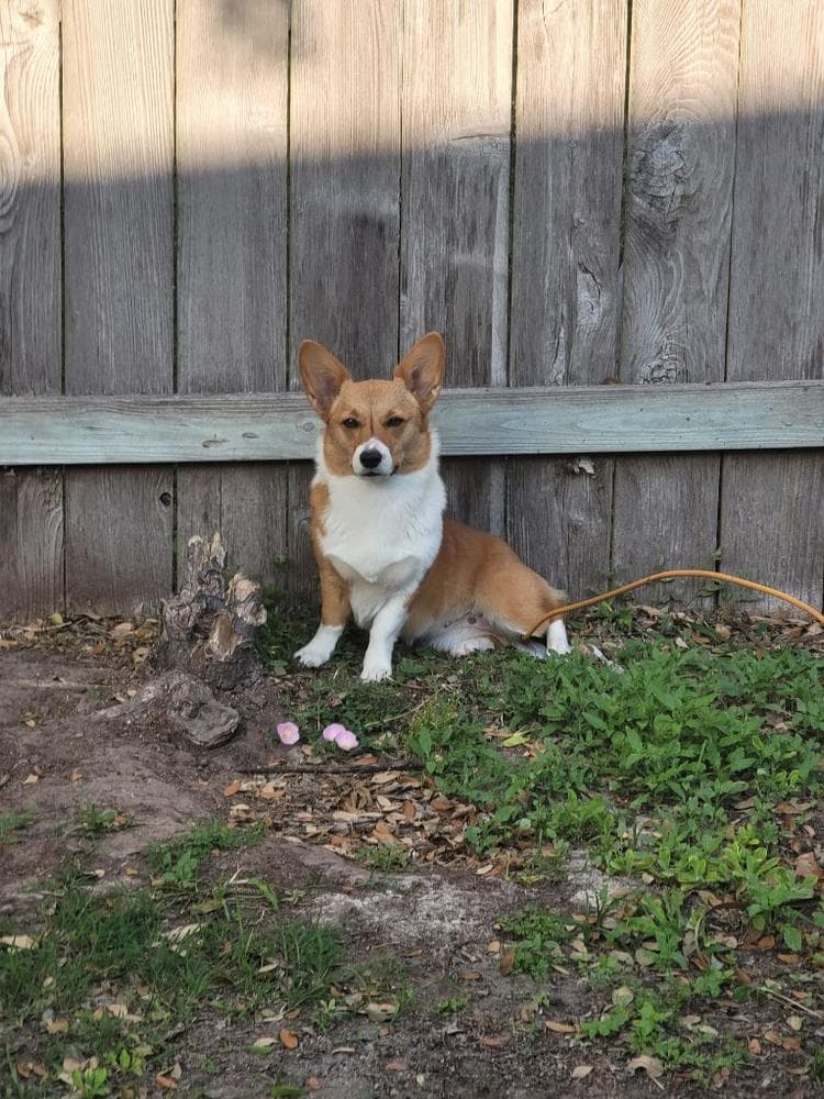 BB Boy 1 breeder image 21