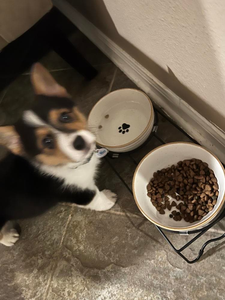 BB Boy 1 breeder image 39