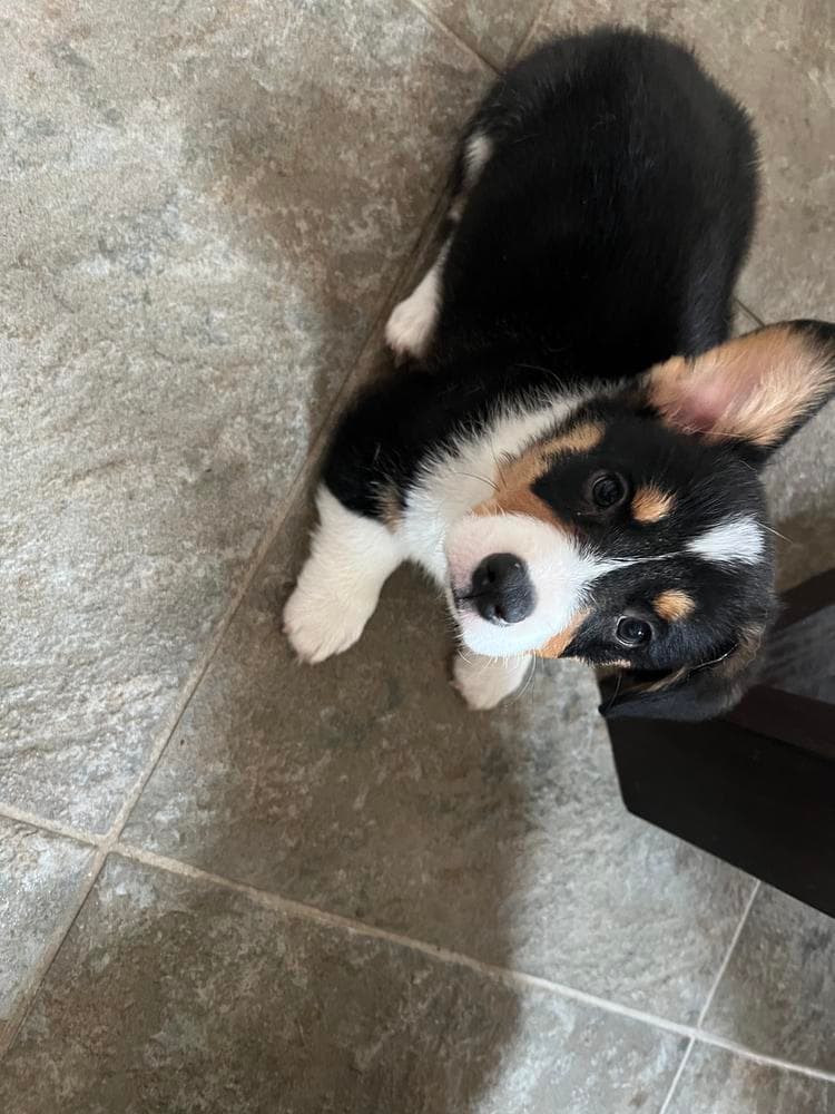BB Boy 1 breeder image 6