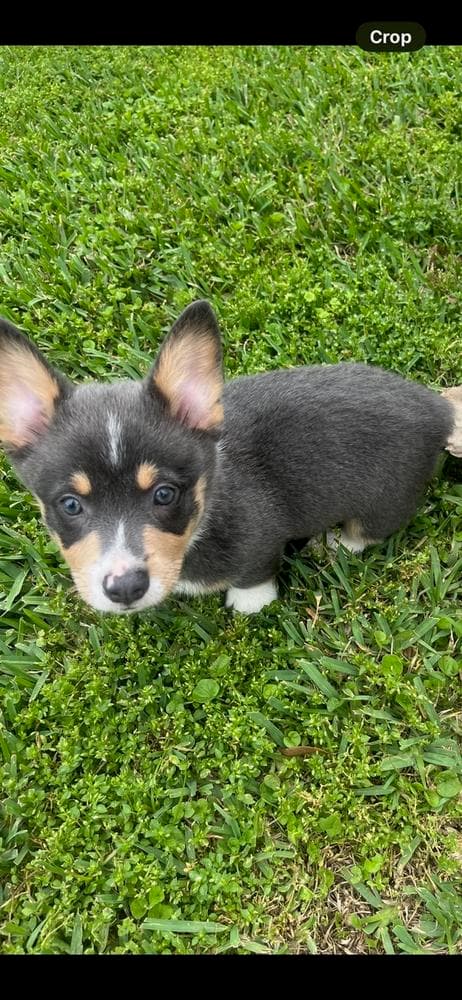 BB Boy 1 breeder image 7