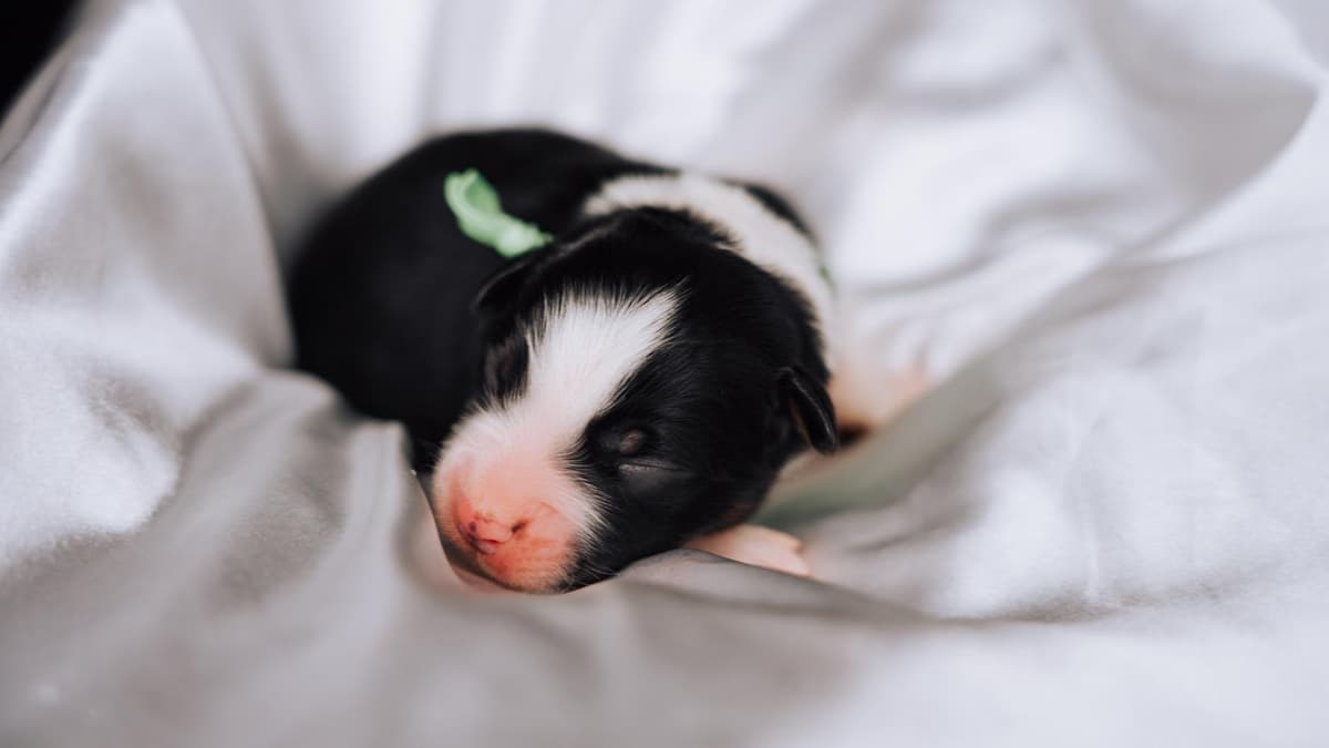 Boy 1 breeder image 8
