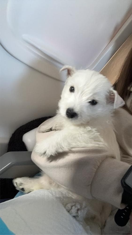 Boy 2 breeder image 34