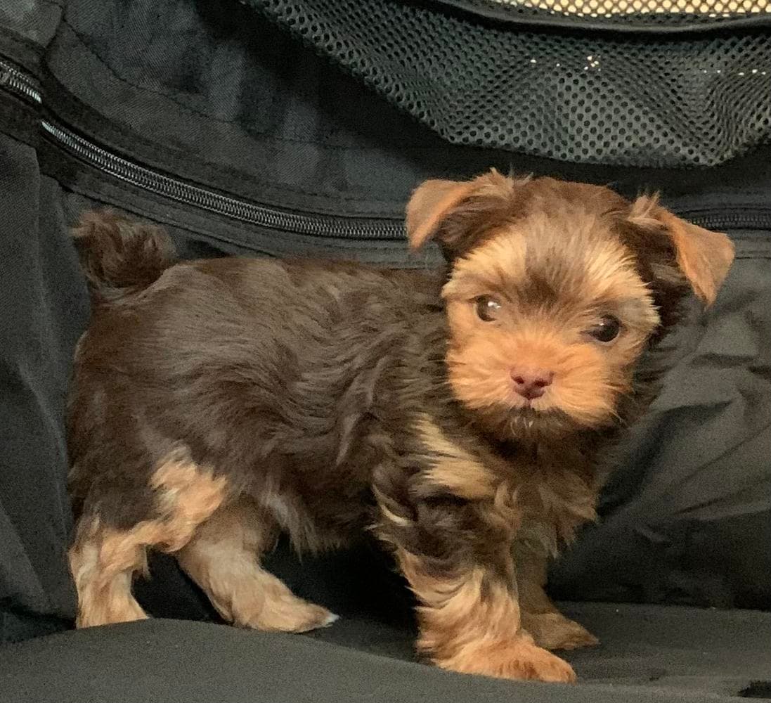 Omi AKC breeder image 15