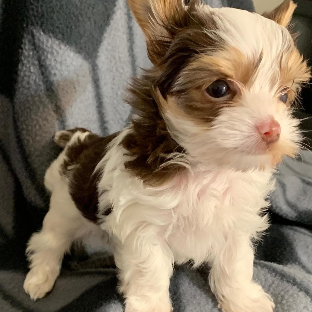 Omi AKC breeder image 2