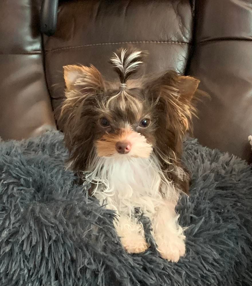 Omi AKC breeder image 26