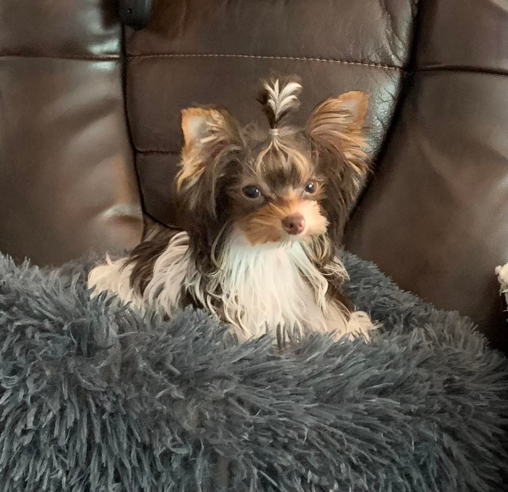 Omi AKC breeder image 27