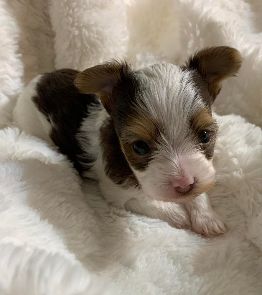Omi AKC breeder image 6