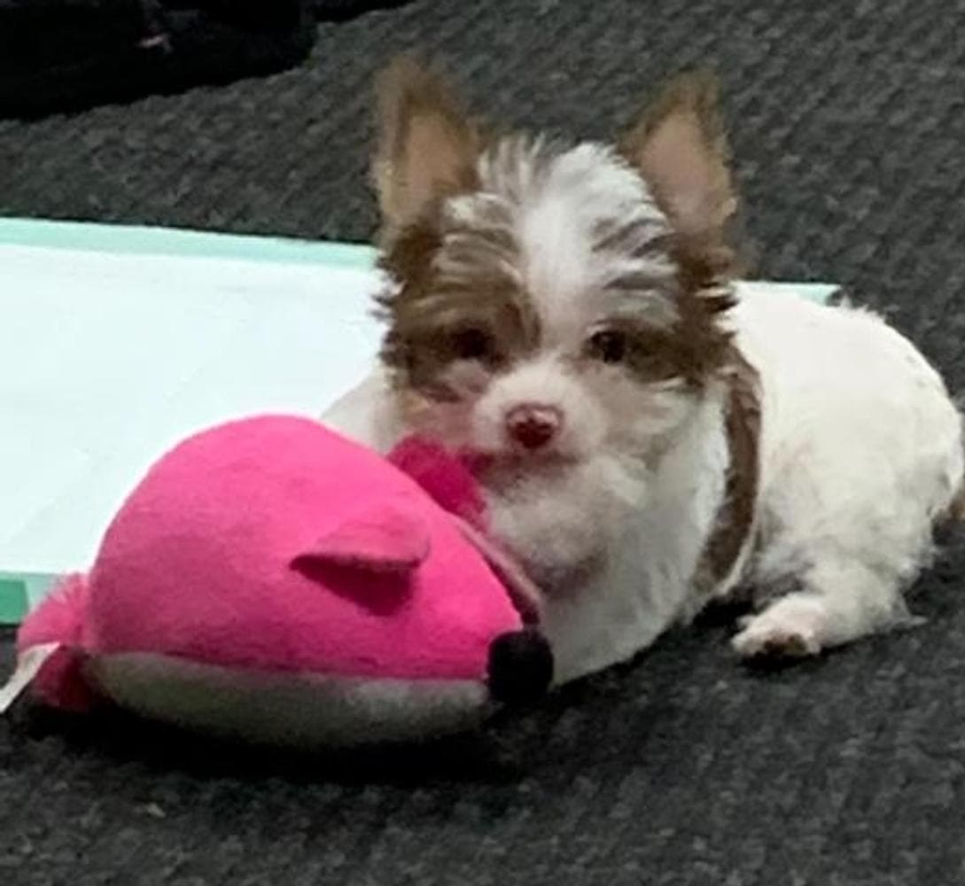 Omi AKC breeder image 7