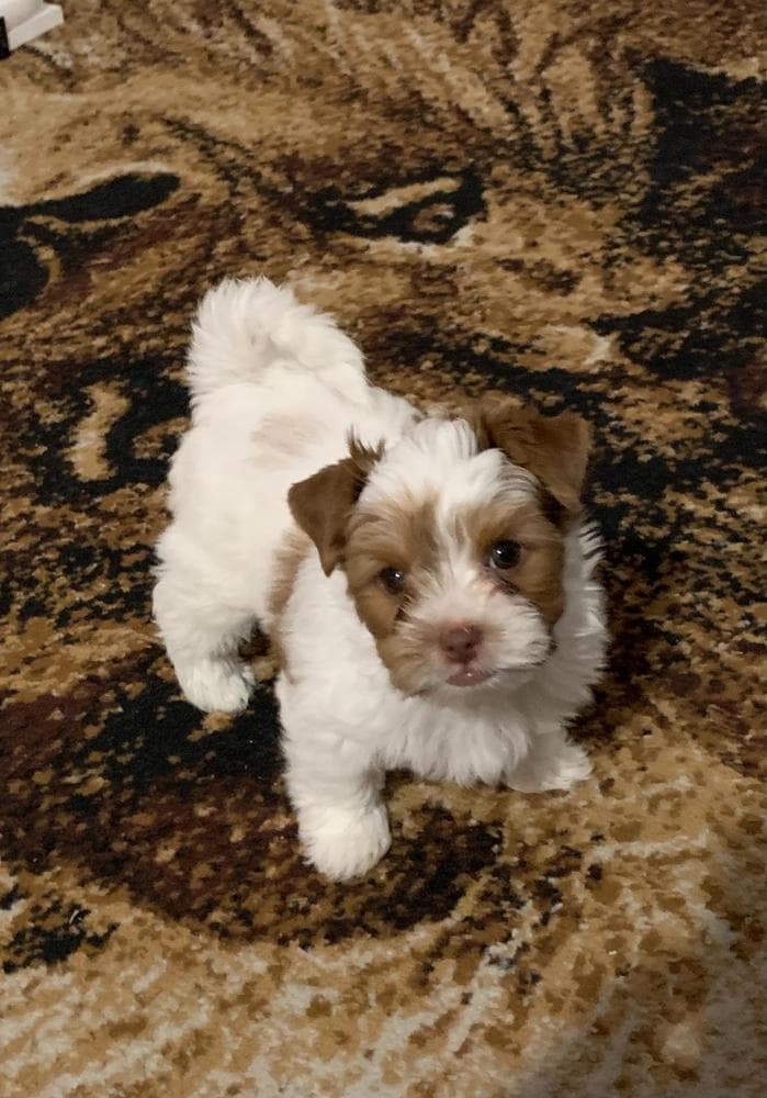 Omi AKC breeder image 9
