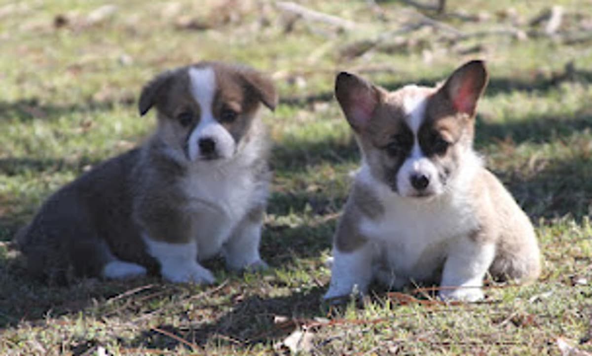 Girl 3 breeder image 1