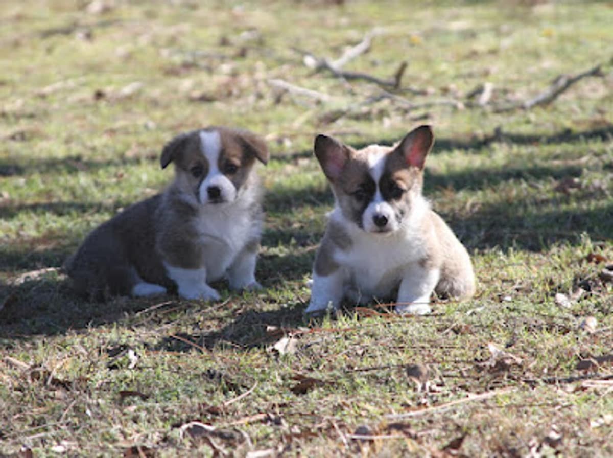 Girl 3 breeder image 10