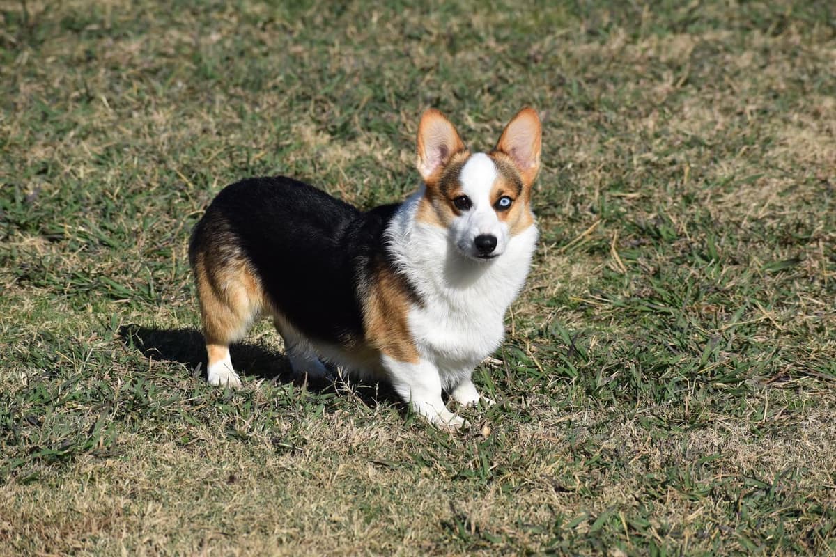 Girl 3 breeder image 16