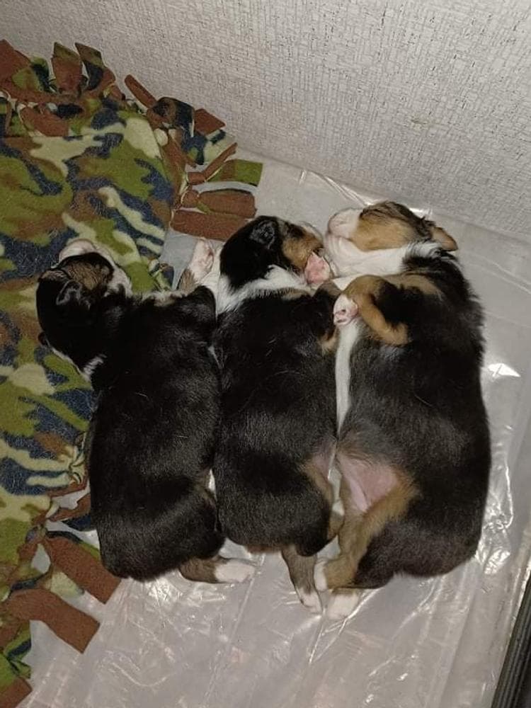 Girl 1 breeder image 4