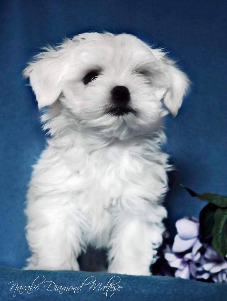 Boy 2 Harley breeder image 21