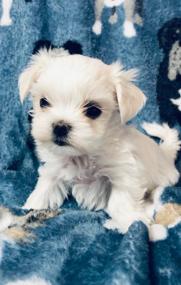 Boy 2 Harley breeder image 34