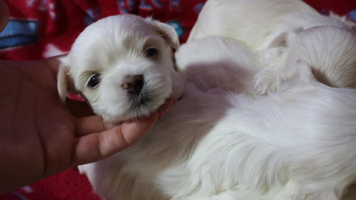 Boy 2 Harley breeder image 42