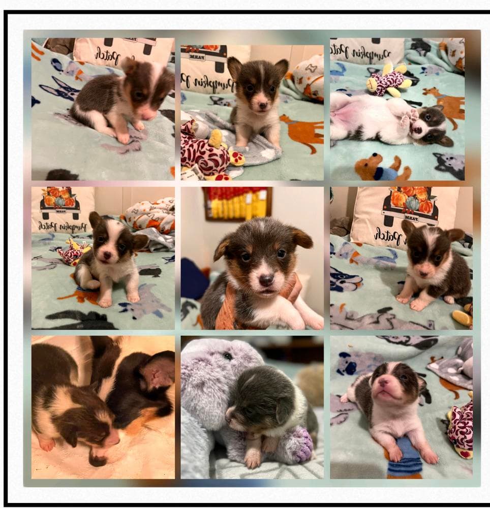 Rebel breeder image 13