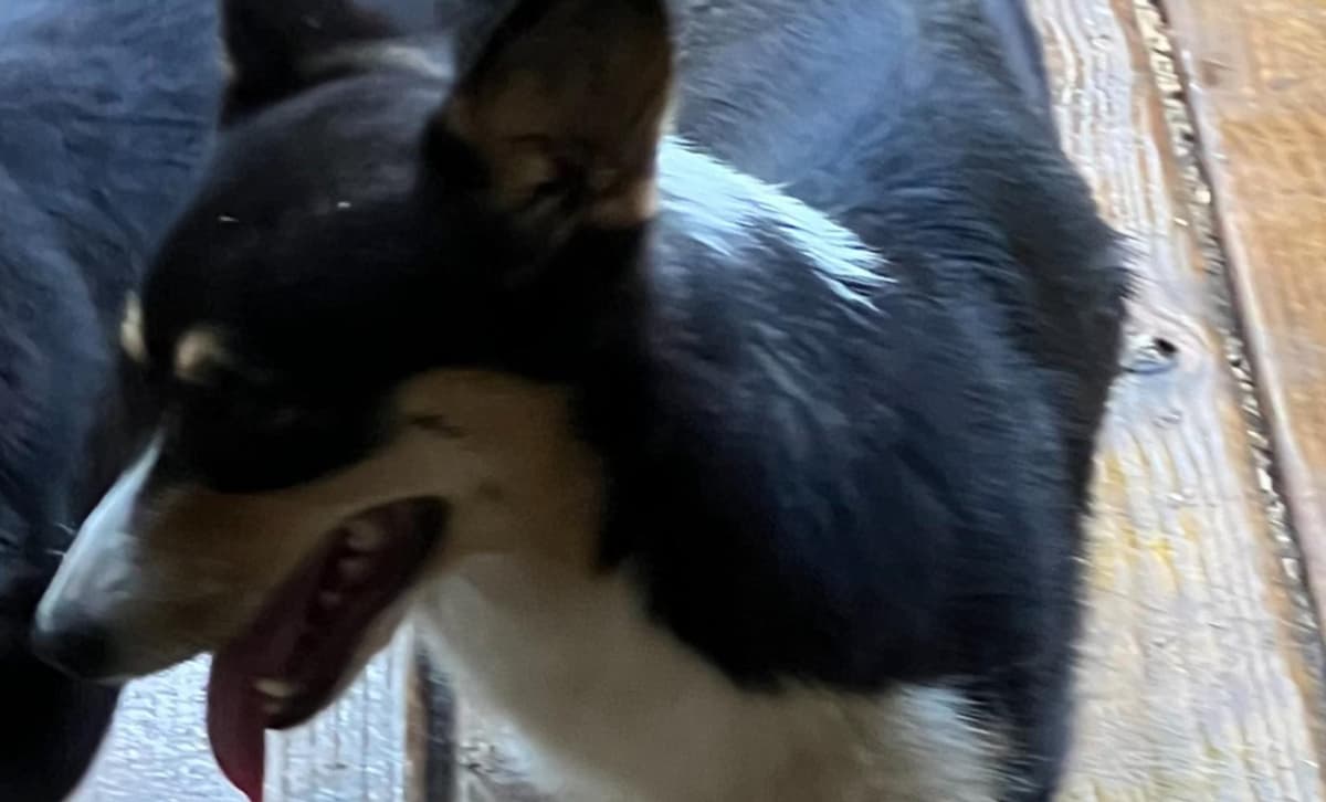 Rebel breeder image 25