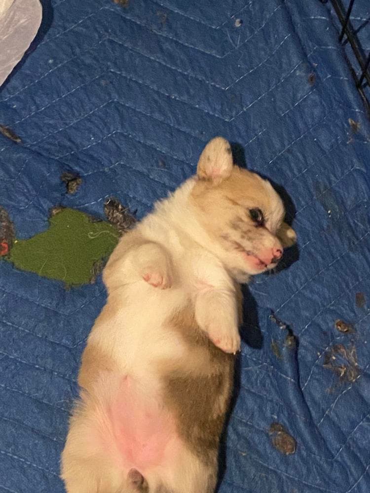 Rebel breeder image 32