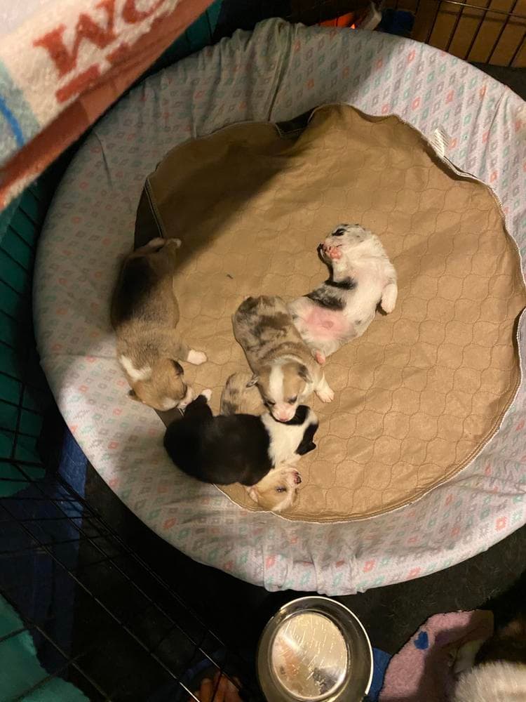 Rebel breeder image 33