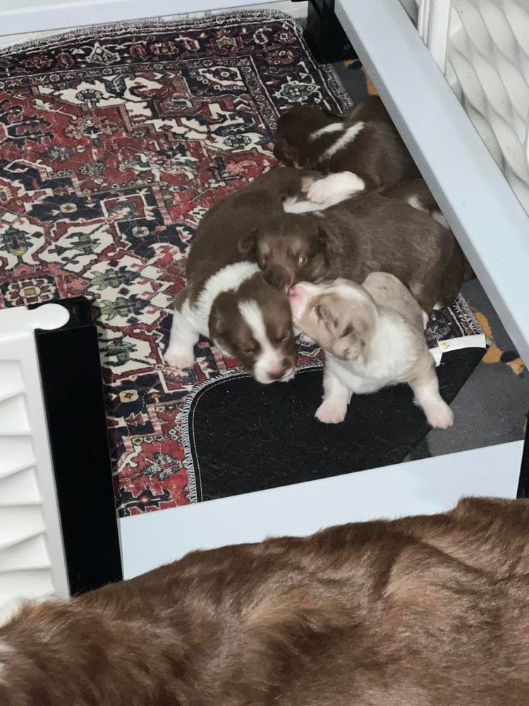 Rebel breeder image 38