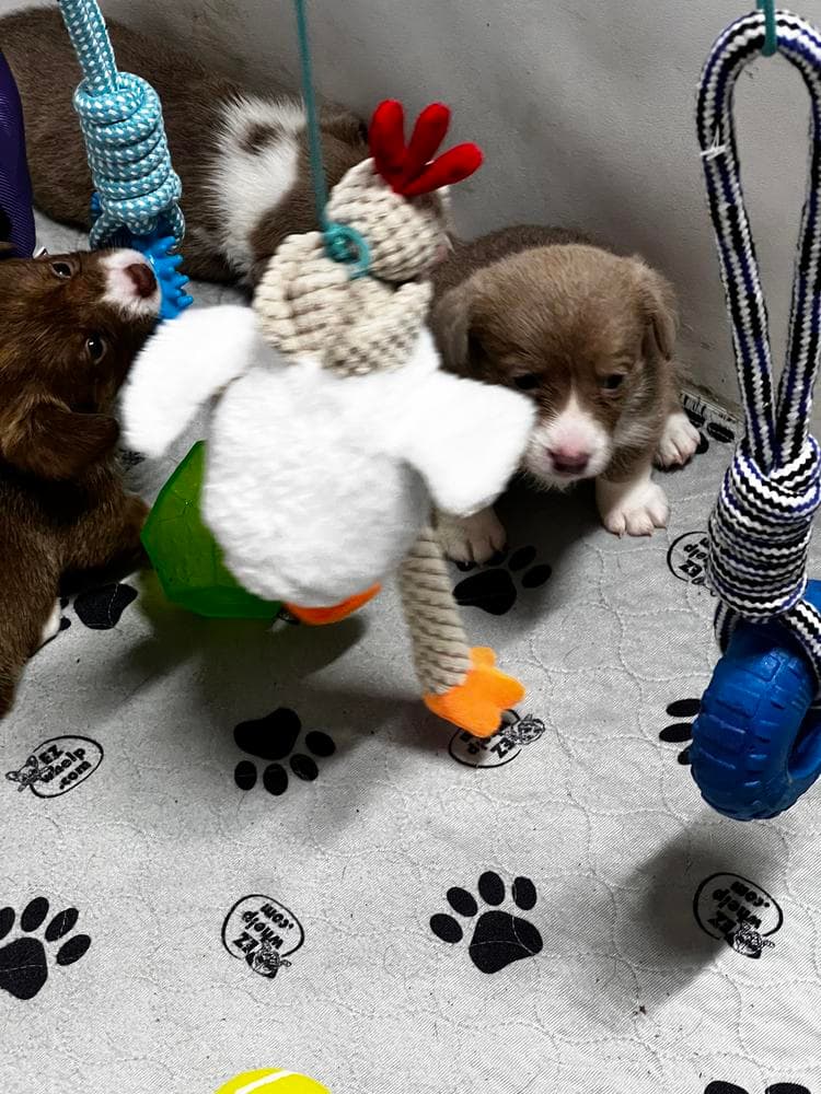 Rebel breeder image 41