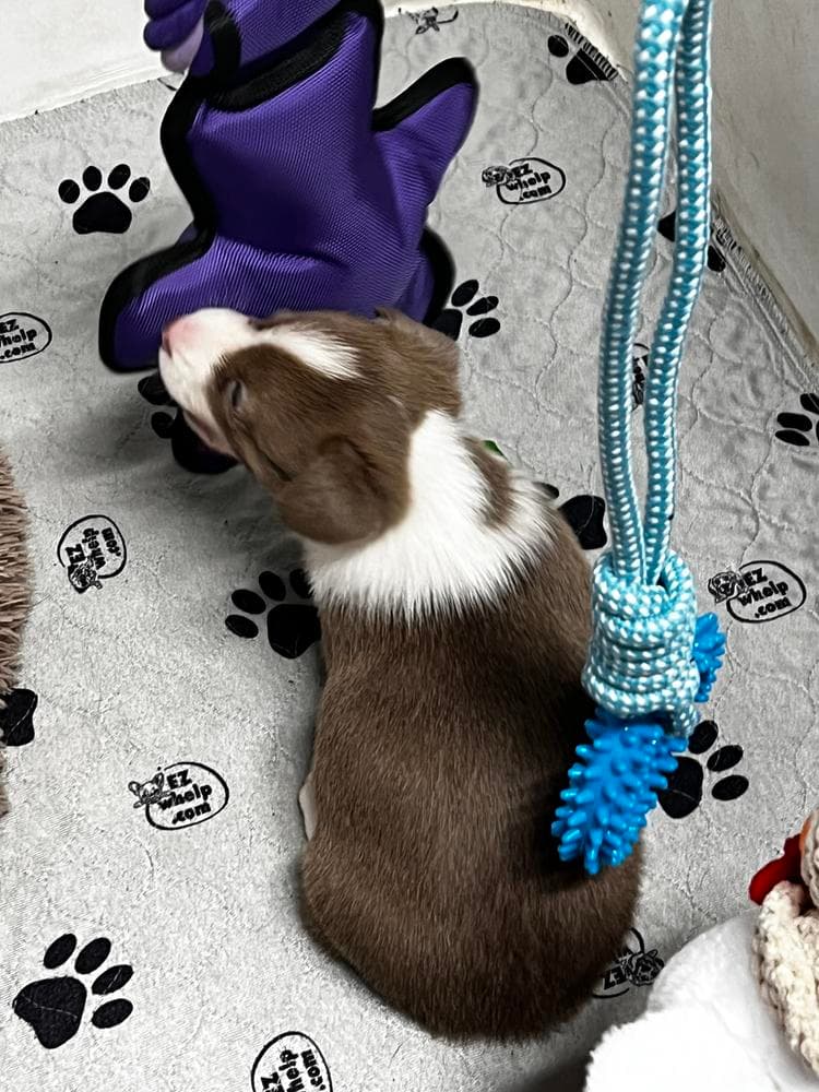 Rebel breeder image 44