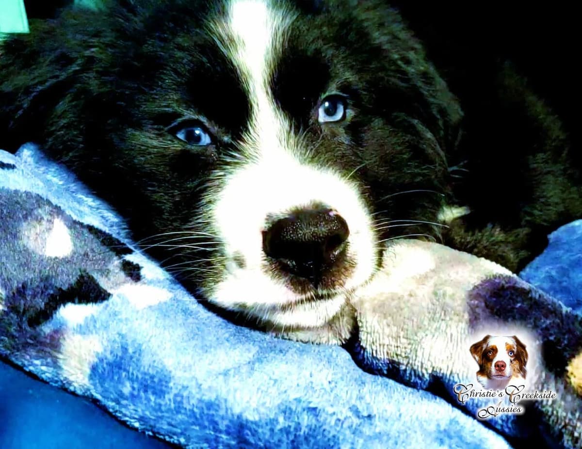 Flirty breeder image 19