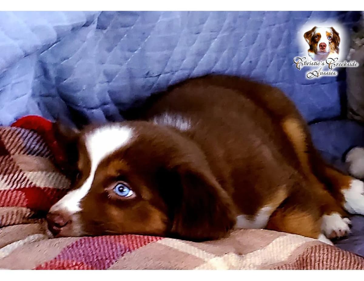 Flirty breeder image 23